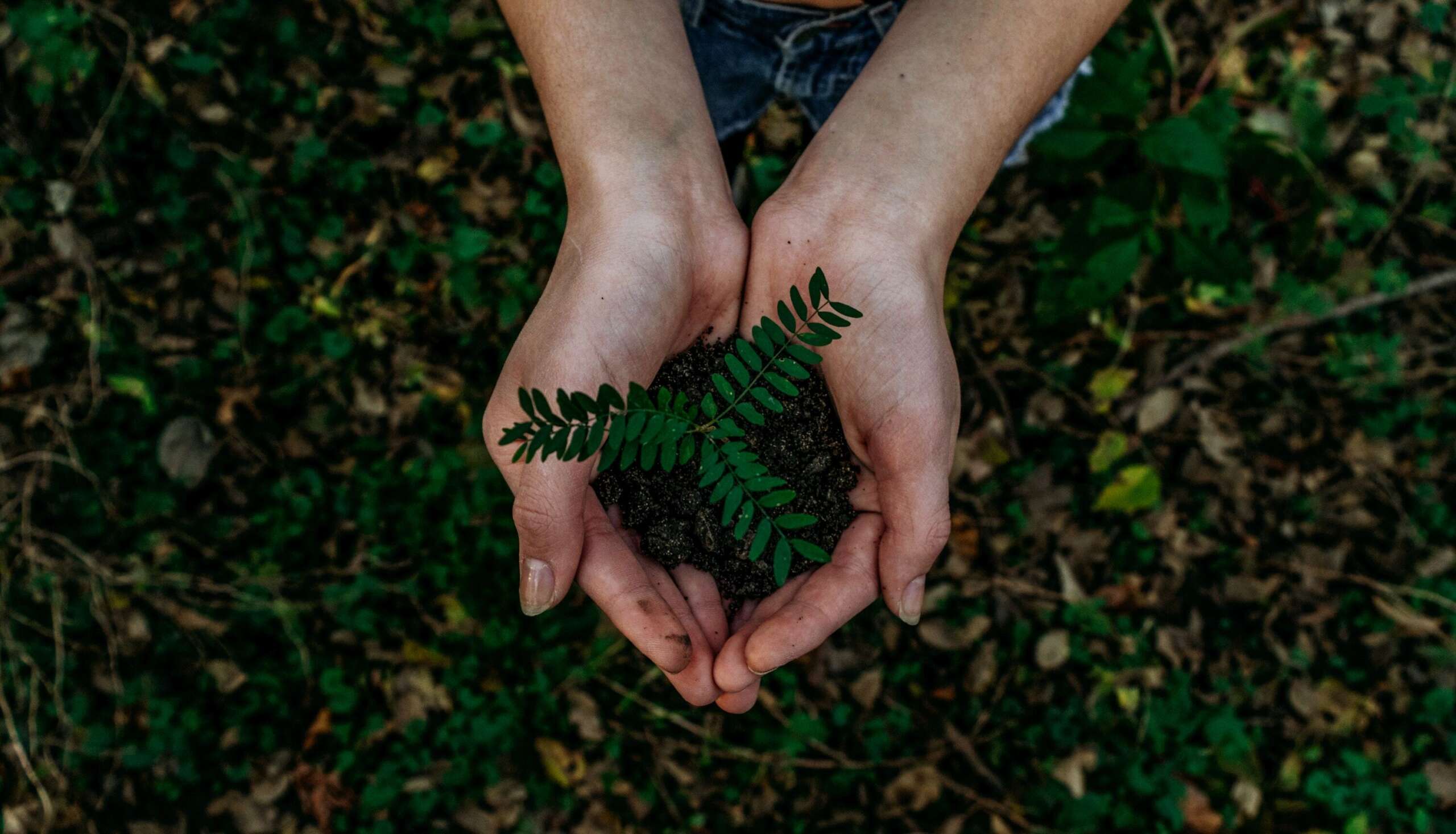 Unsplash plant in hands