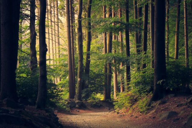 Trees unsplash free